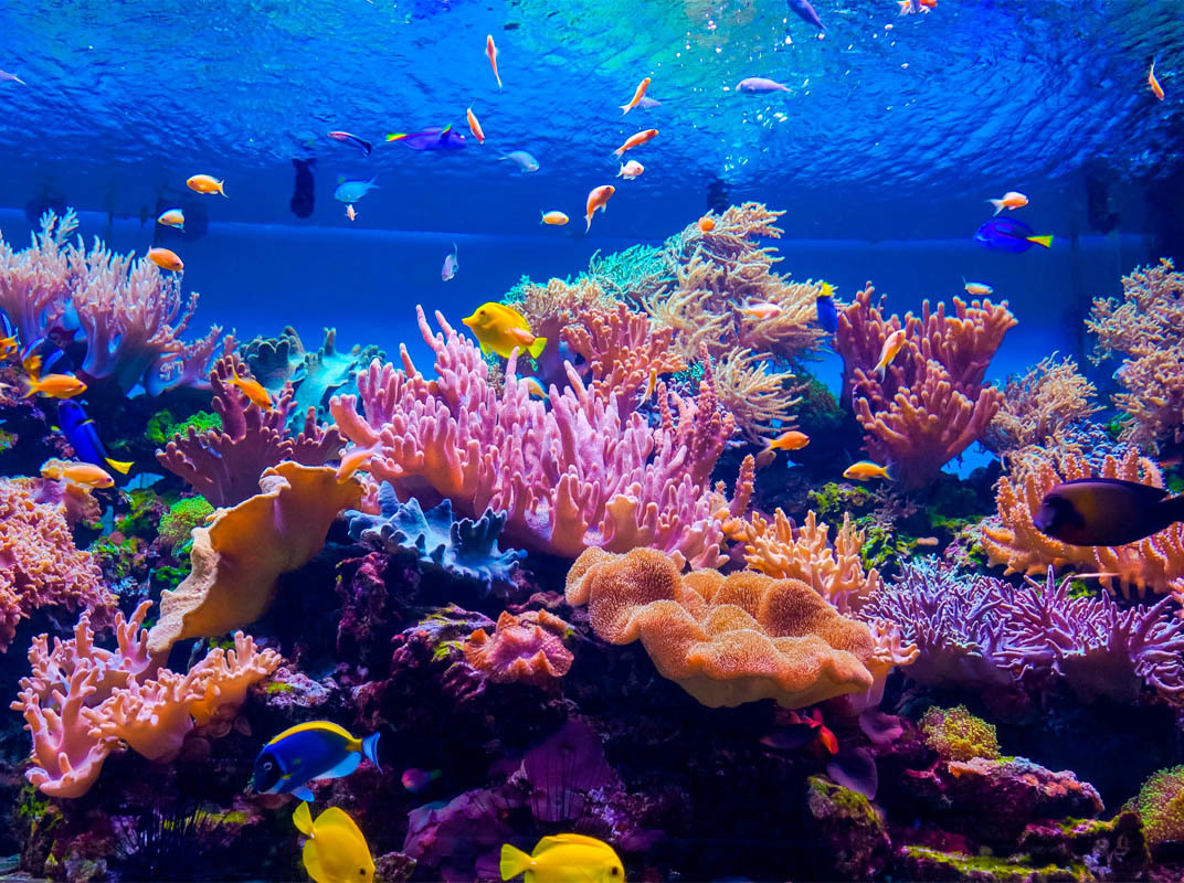 Национальный парк Моррокой и его пляжи, Венесуэла