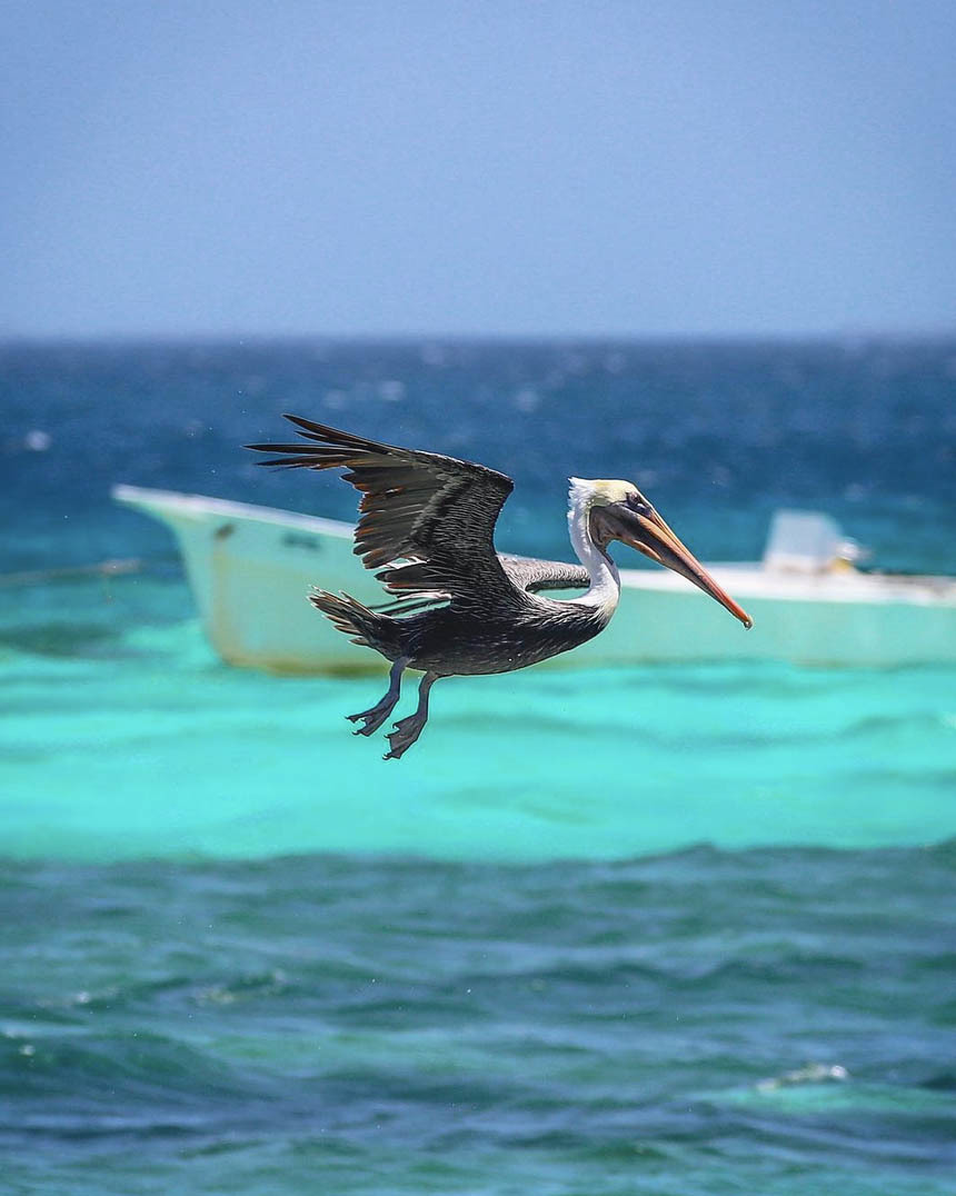 Национальный парк Моррокой и его пляжи, Венесуэла