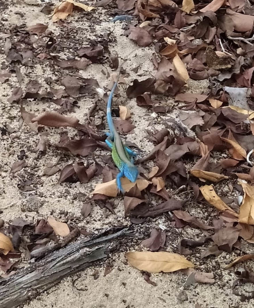 Национальный парк Моррокой и его пляжи, Венесуэла