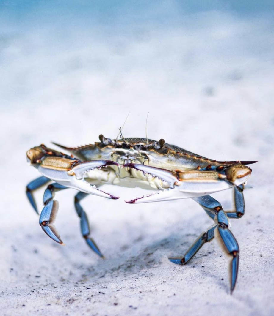 Национальный парк Моррокой и его пляжи, Венесуэла