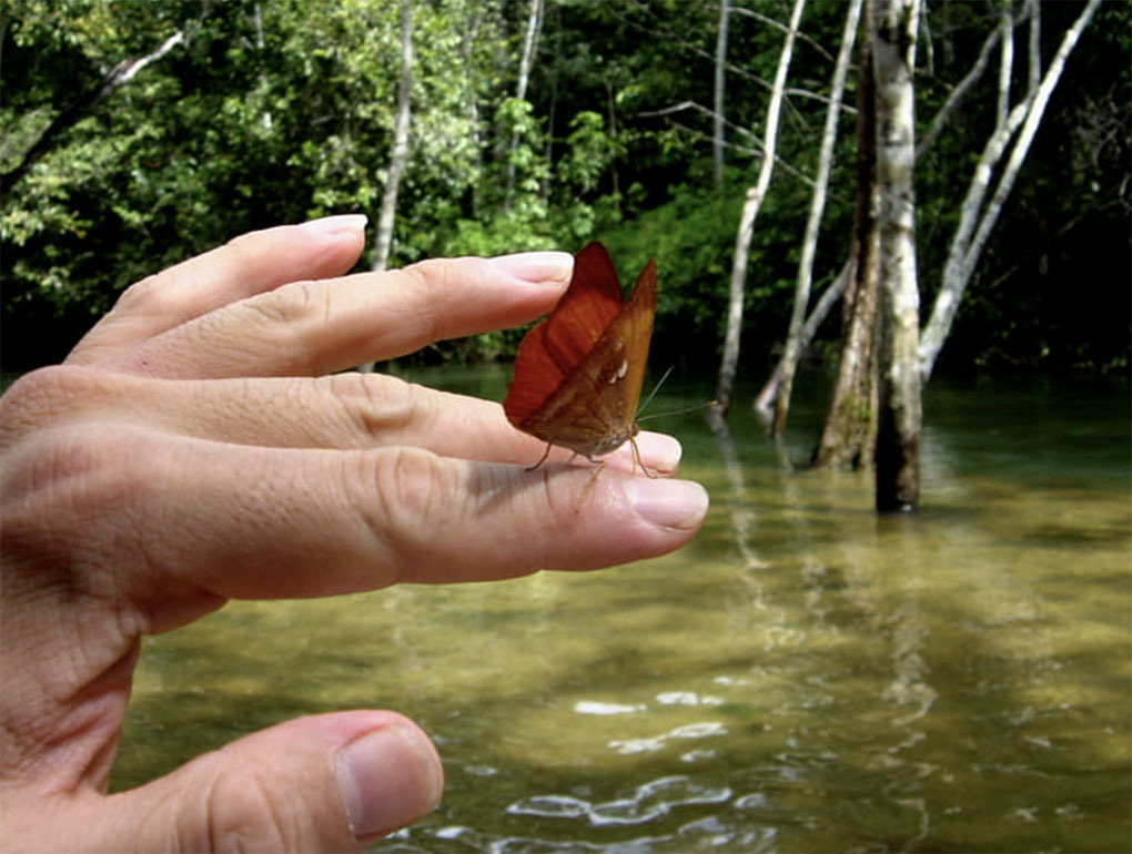 Самый большой Национальный Парк Венесуэлы Парима Тапирапеко