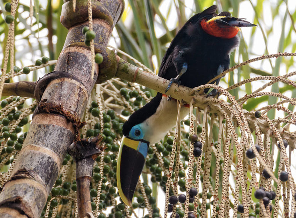 Самый большой Национальный Парк Венесуэлы Парима Тапирапеко