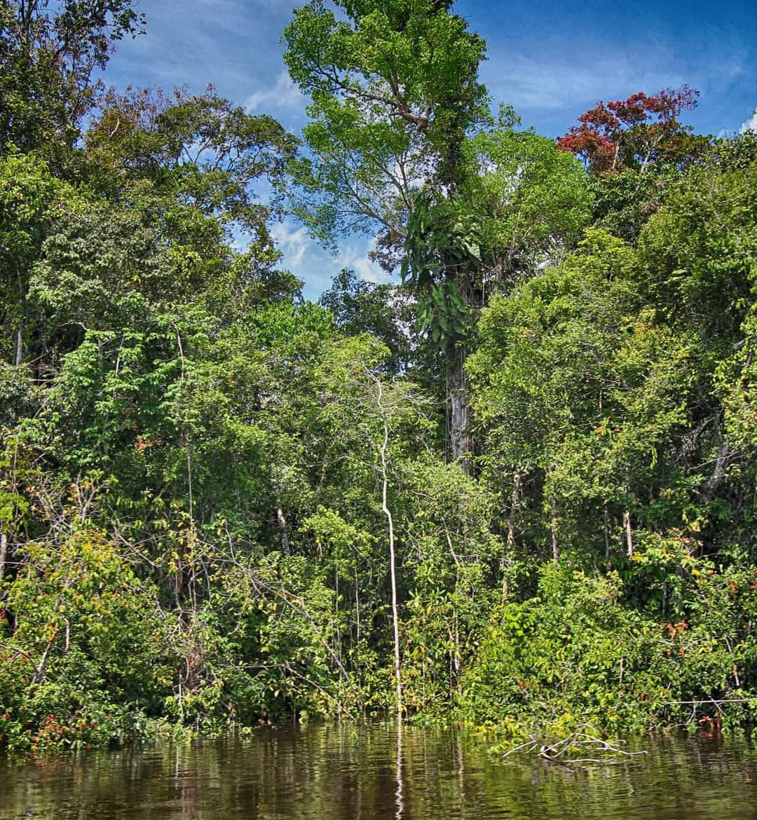 Самый большой Национальный Парк Венесуэлы Парима Тапирапеко