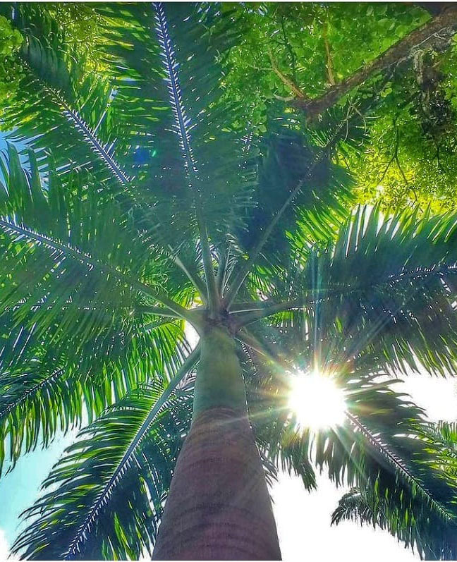 Самый большой Национальный Парк Венесуэлы Парима Тапирапеко