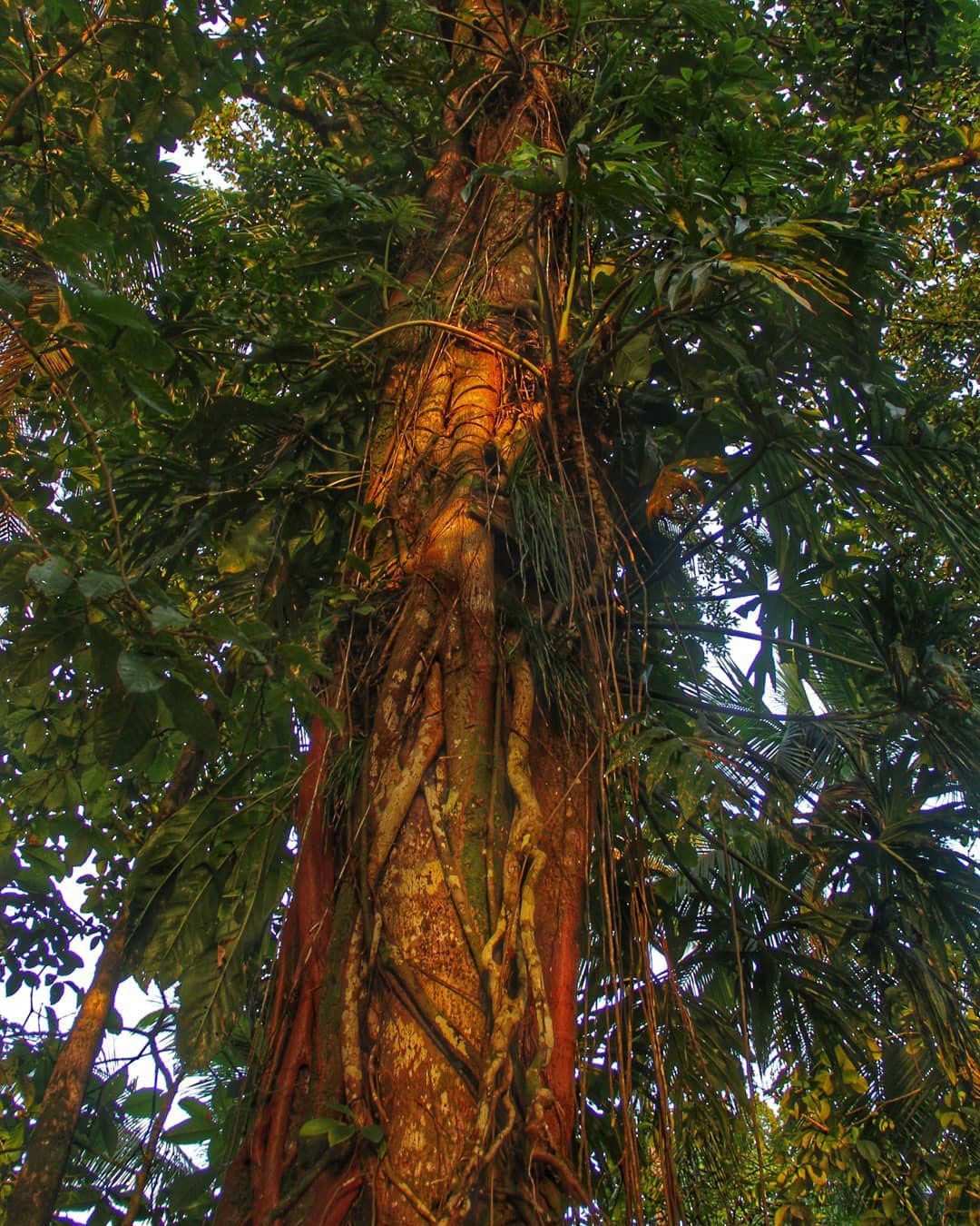 Самый большой Национальный Парк Венесуэлы Парима Тапирапеко