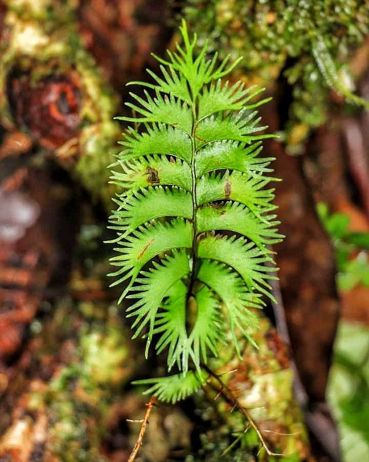 Самый большой Национальный Парк Венесуэлы Парима Тапирапеко