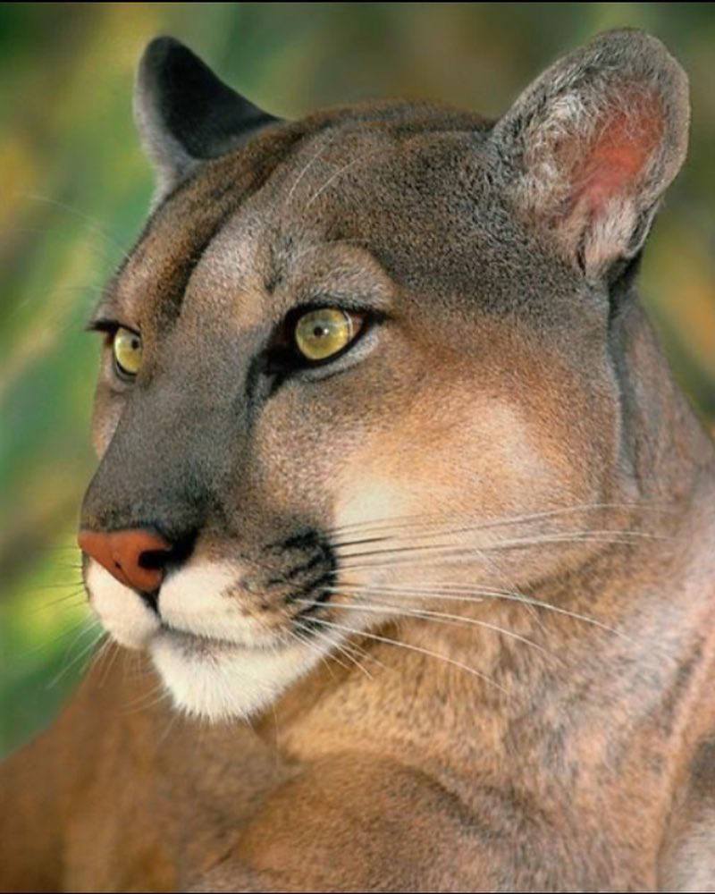 Самый большой Национальный Парк Венесуэлы Парима Тапирапеко