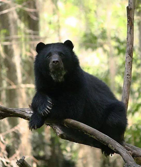 Самый большой Национальный Парк Венесуэлы Парима Тапирапеко