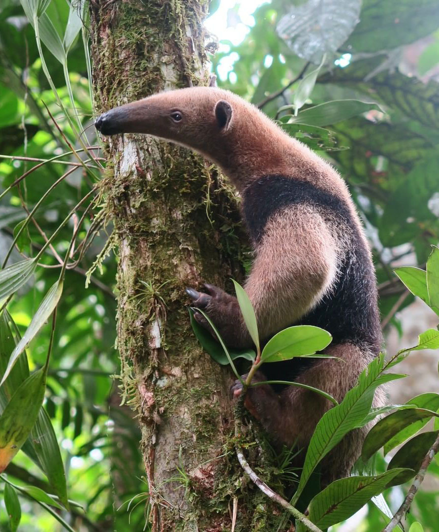 Самый большой Национальный Парк Венесуэлы Парима Тапирапеко