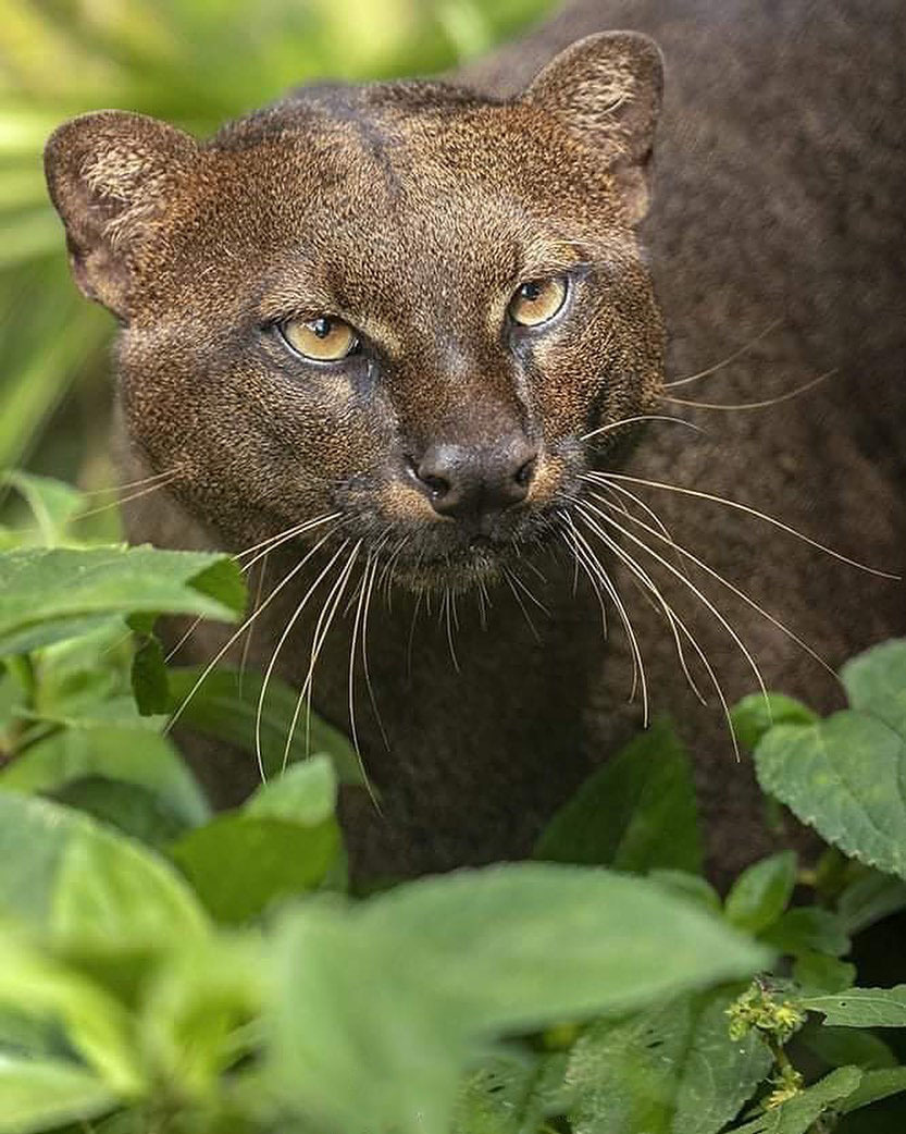 Самый большой Национальный Парк Венесуэлы Парима Тапирапеко