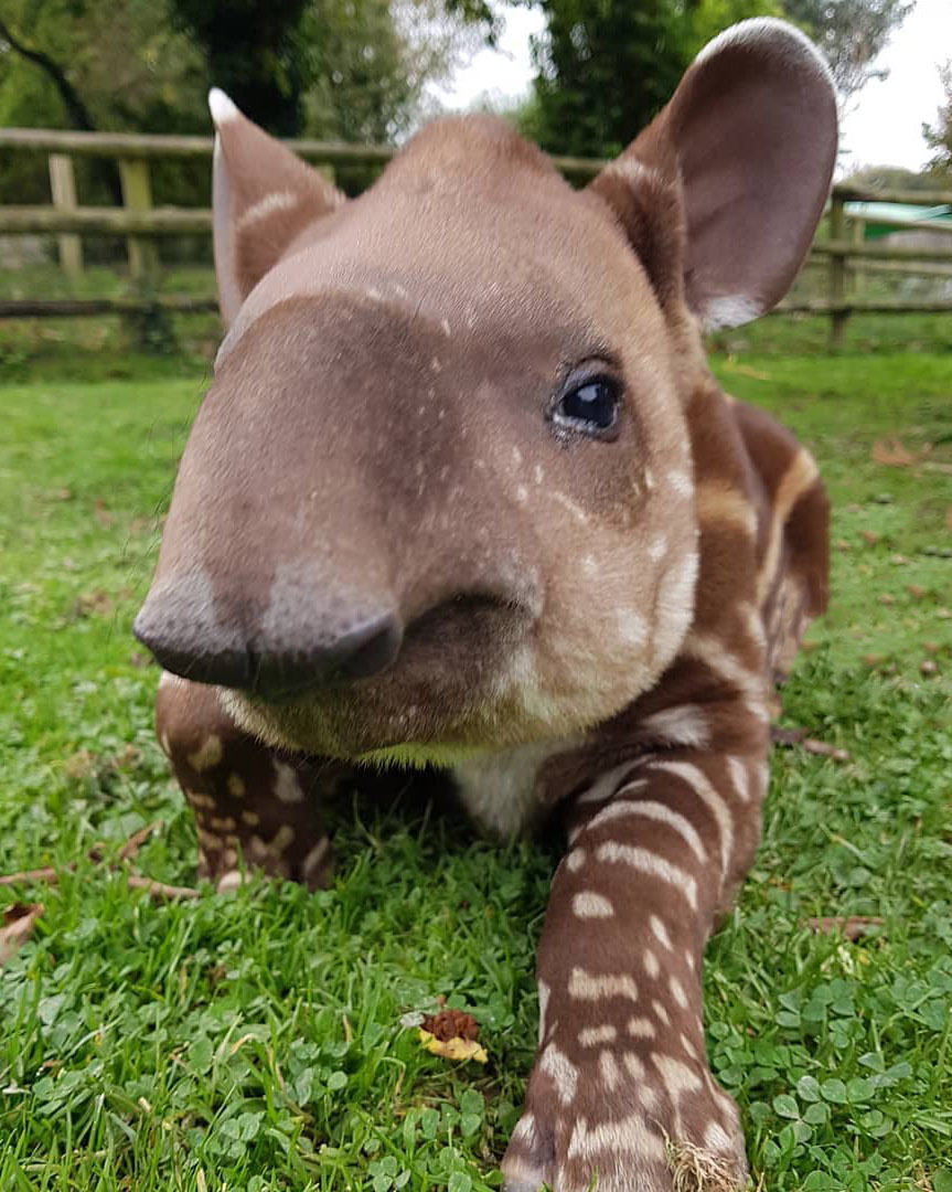 Самый большой Национальный Парк Венесуэлы Парима Тапирапеко