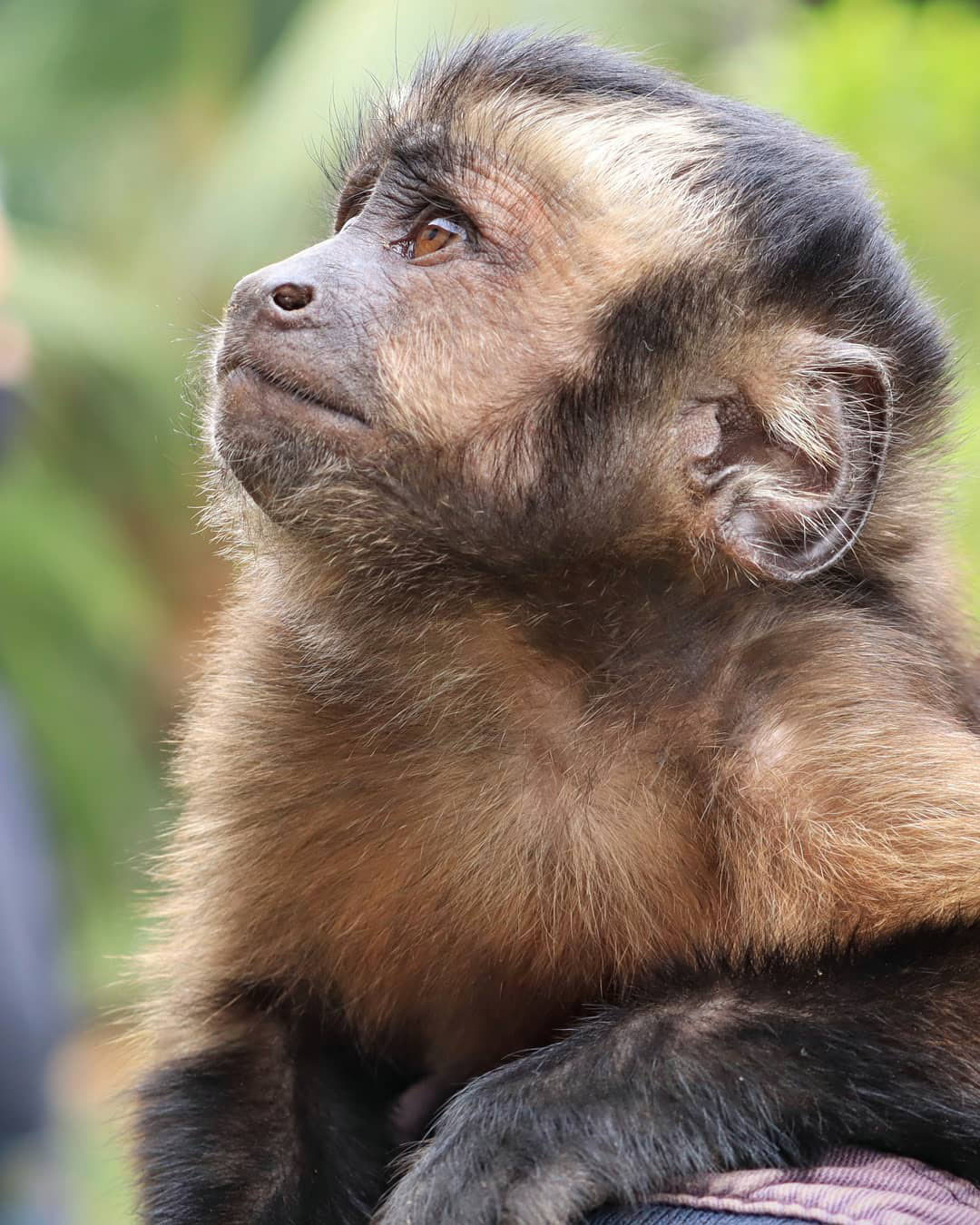Самый большой Национальный Парк Венесуэлы Парима Тапирапеко