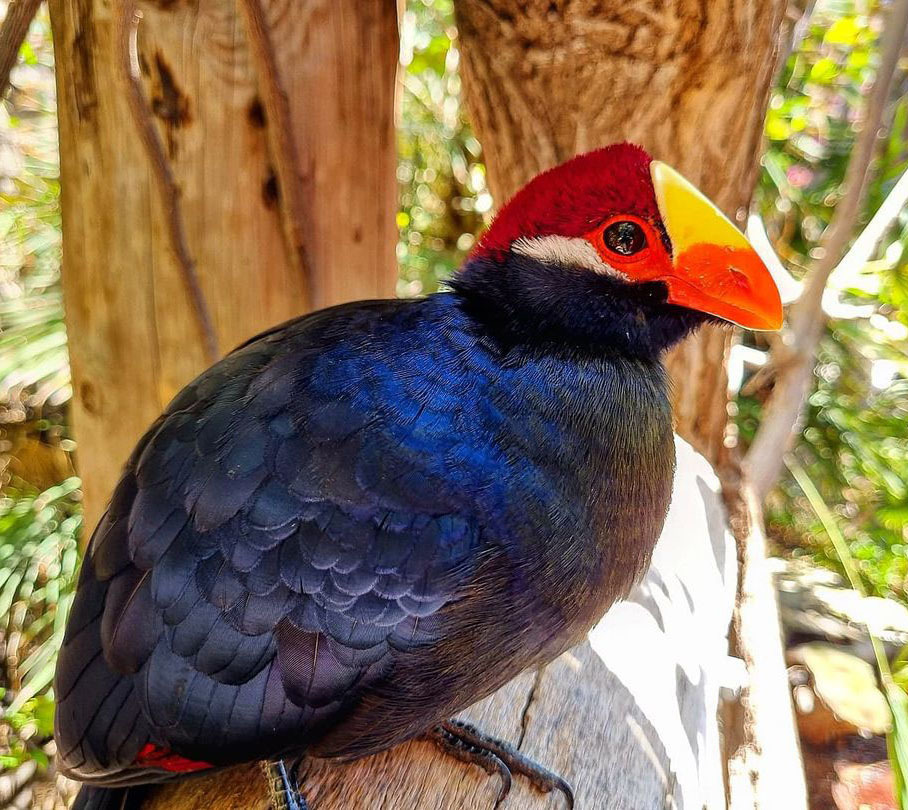 Самый большой Национальный Парк Венесуэлы Парима Тапирапеко