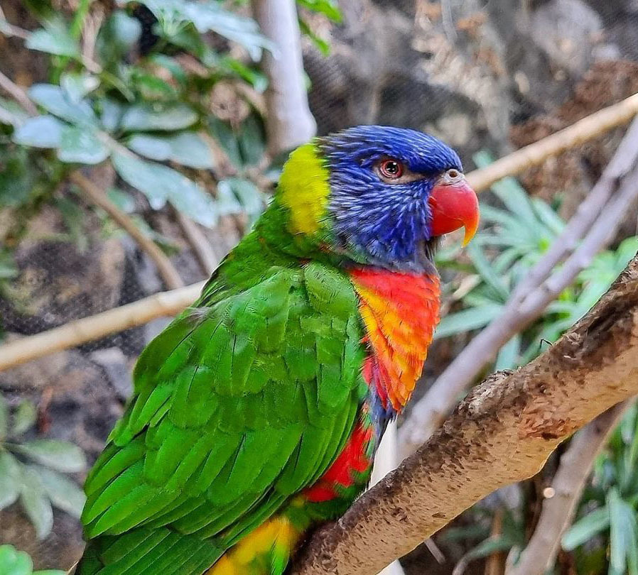 Самый большой Национальный Парк Венесуэлы Парима Тапирапеко