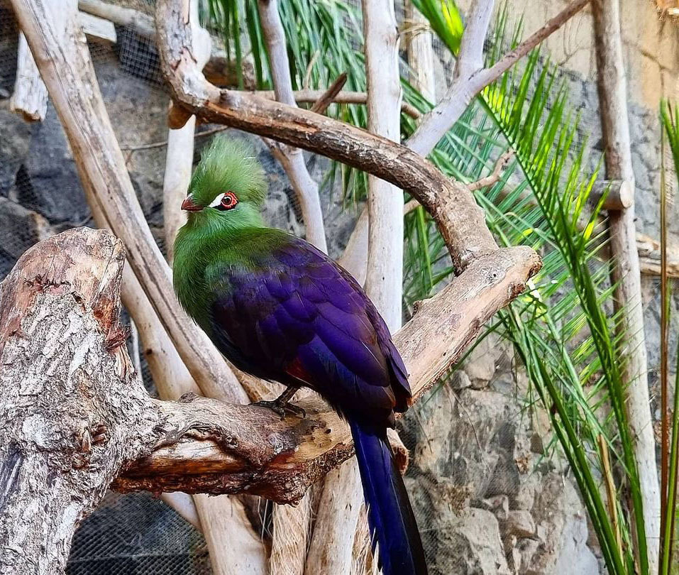 Самый большой Национальный Парк Венесуэлы Парима Тапирапеко