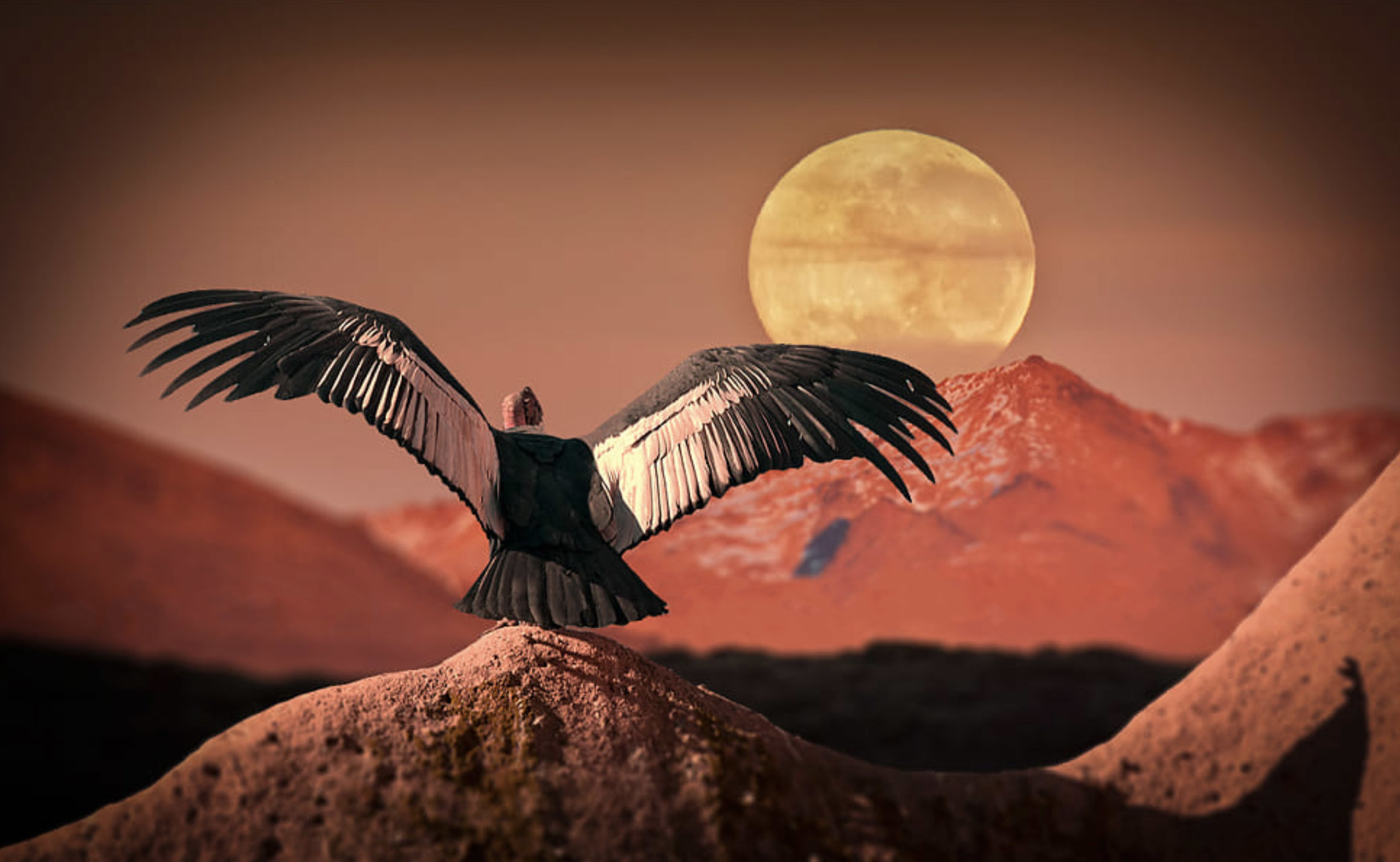 Андский кондор