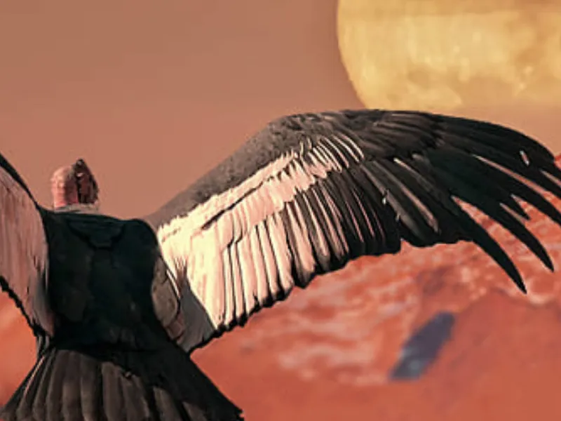 Андский кондор