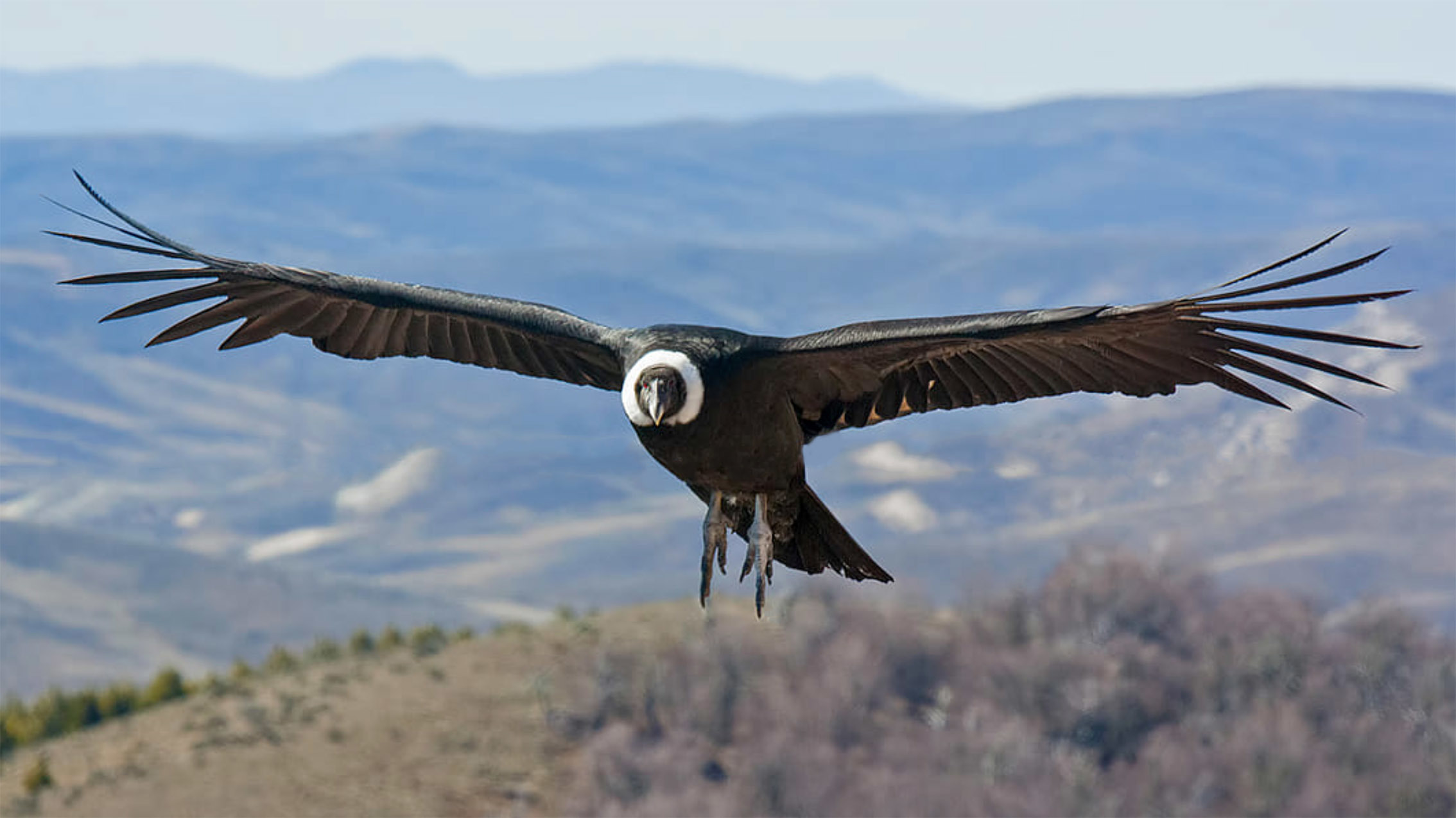Андский кондор