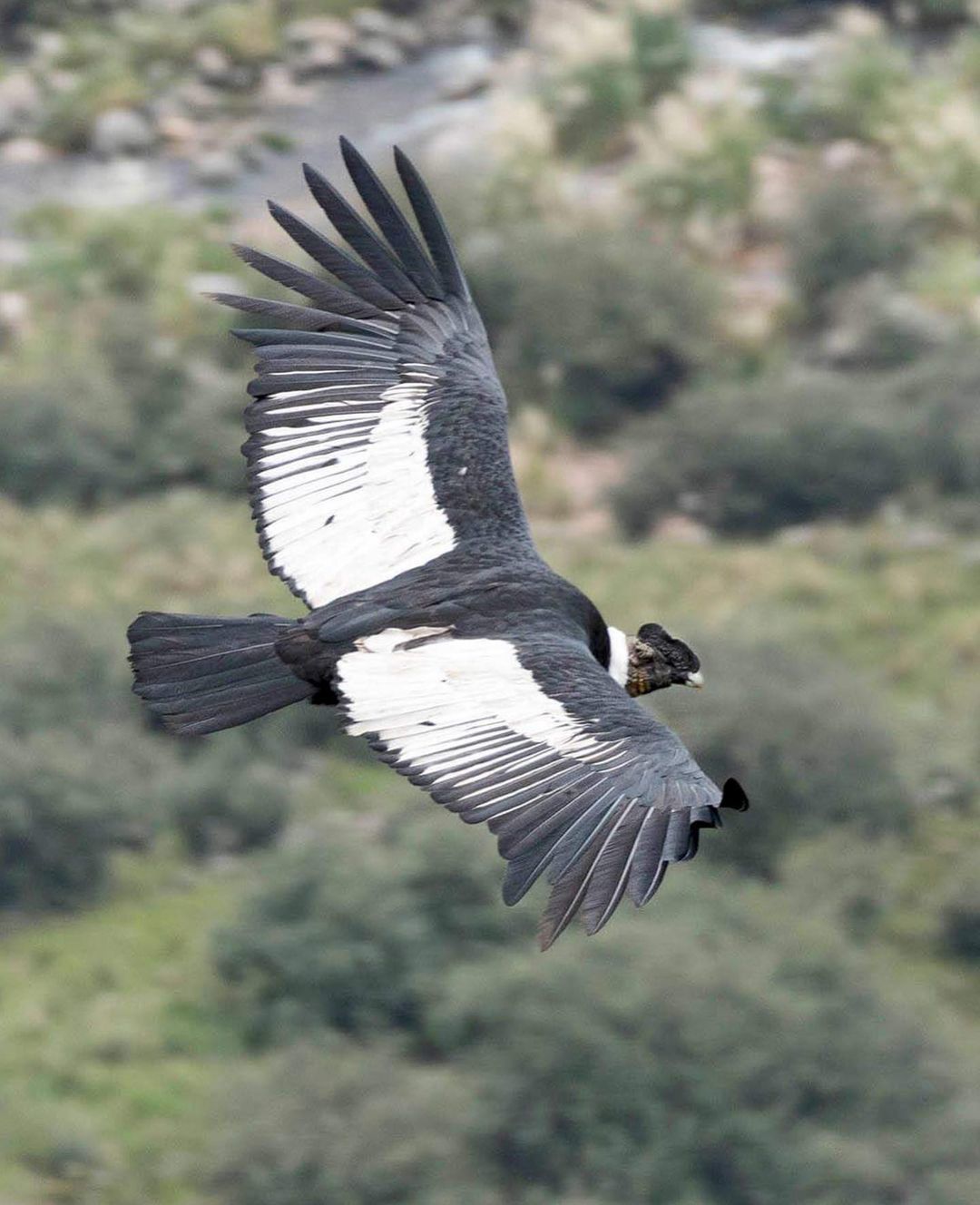 Андский кондор