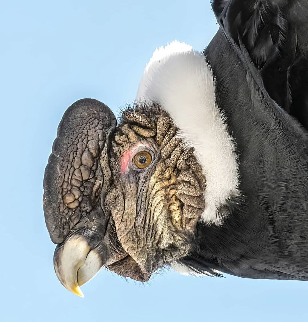 Андский кондор