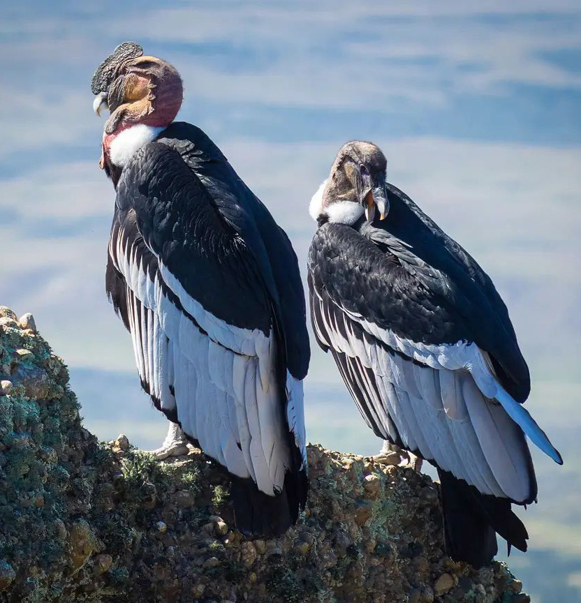 Андский кондор