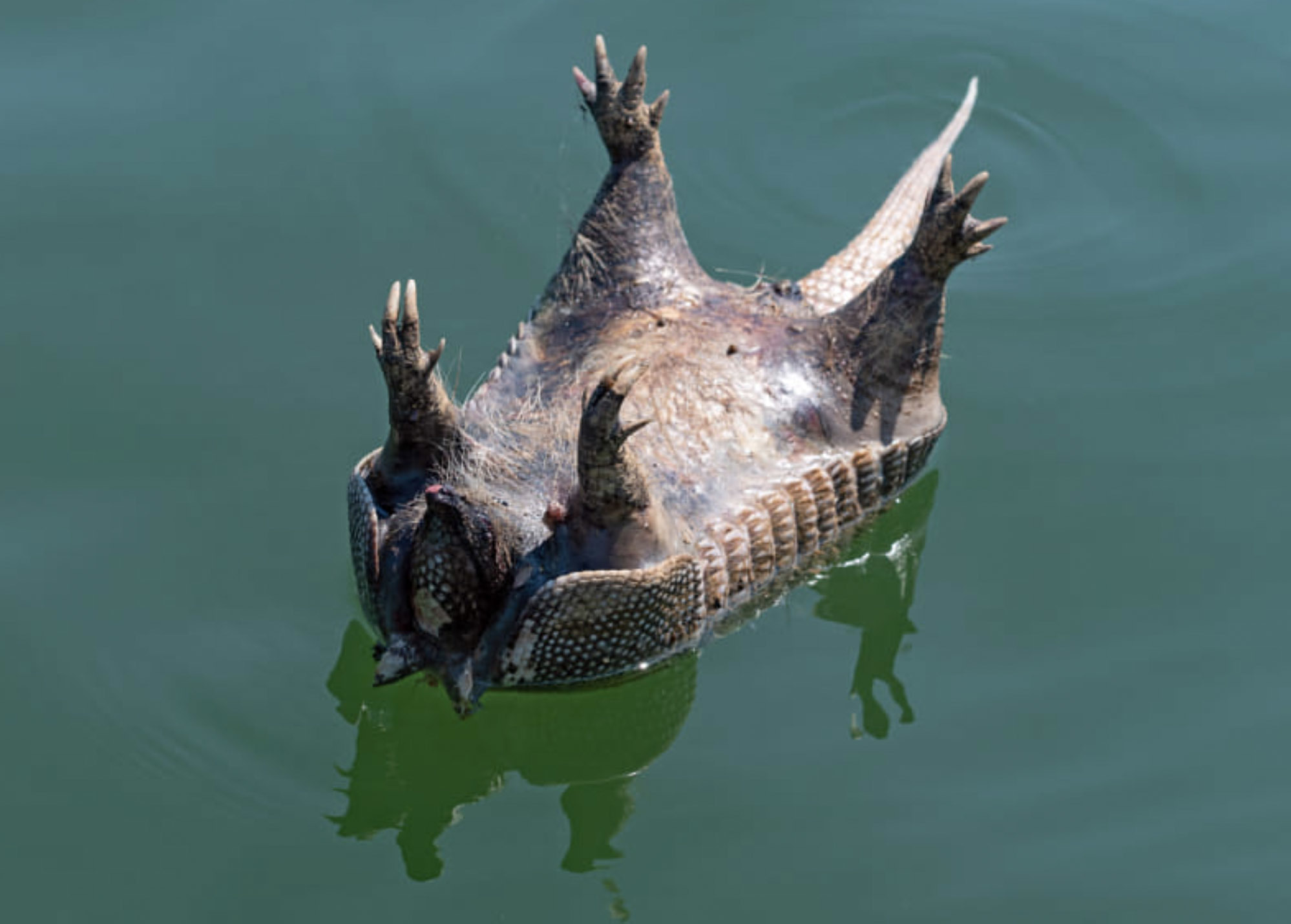 Броненосцы Латинской Америки