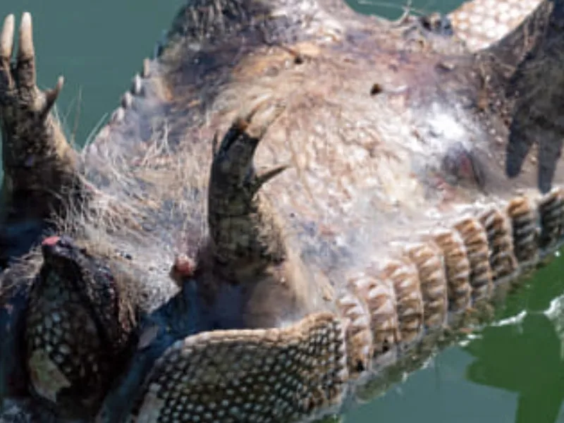 Броненосцы Латинской Америки