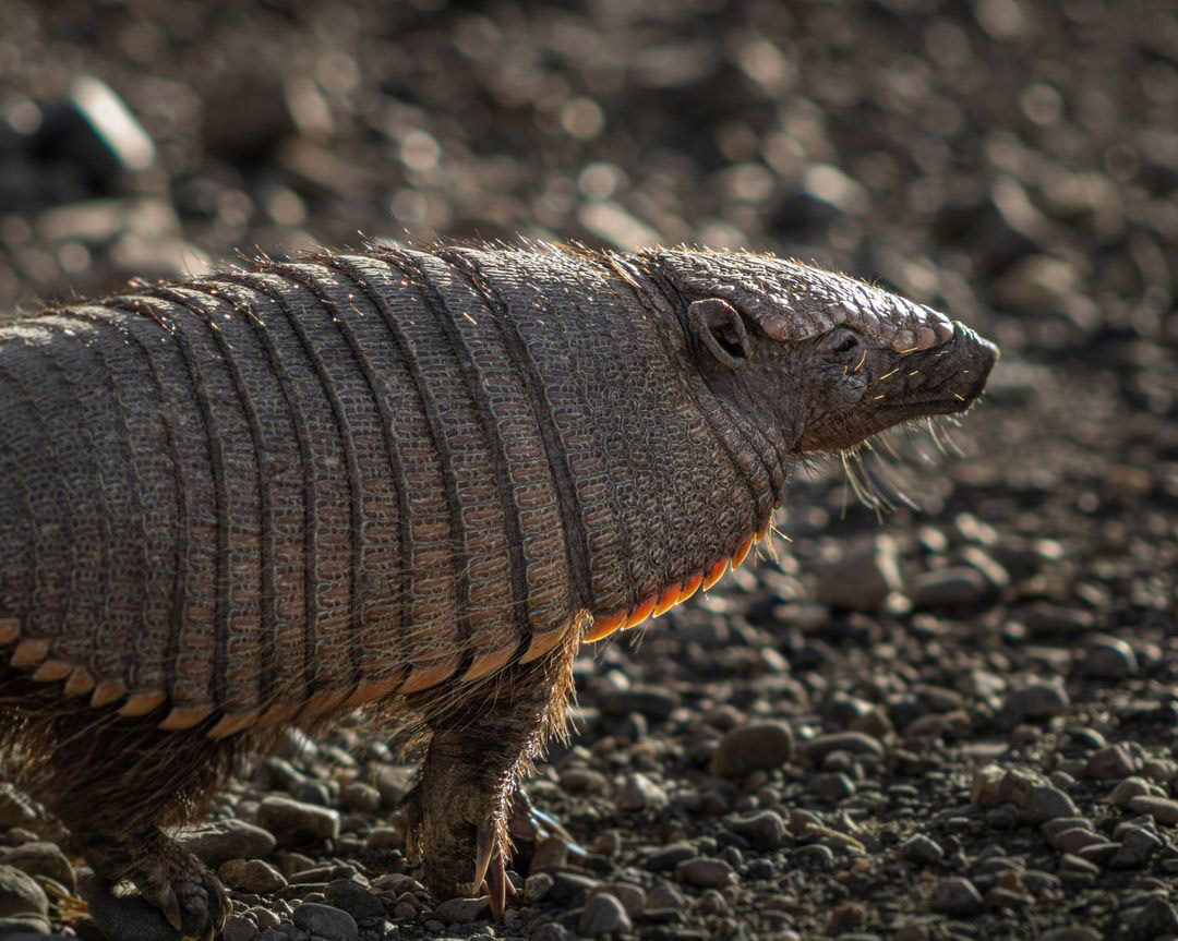 Броненосцы Латинской Америки