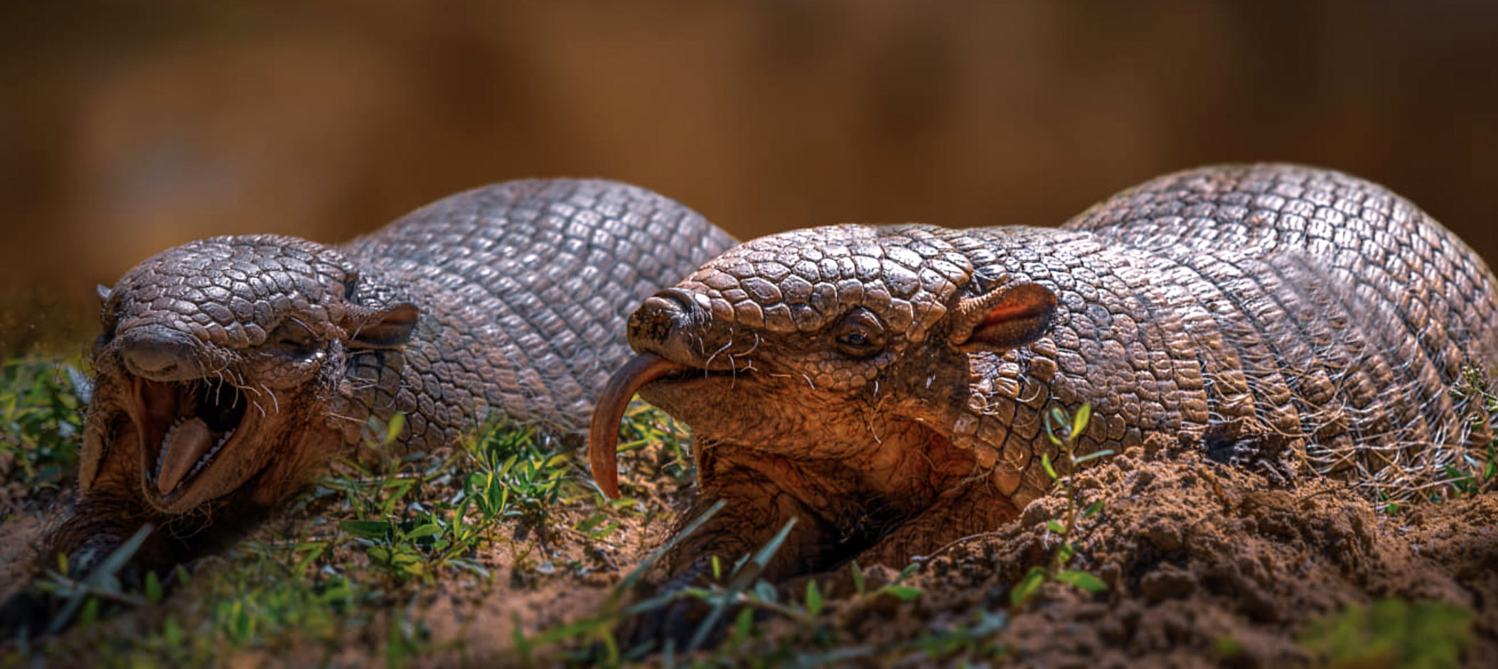 Броненосцы Латинской Америки