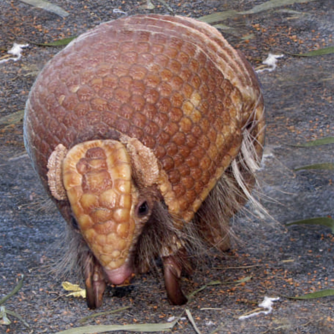 Броненосцы Латинской Америки