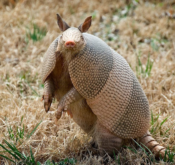 Броненосцы Латинской Америки