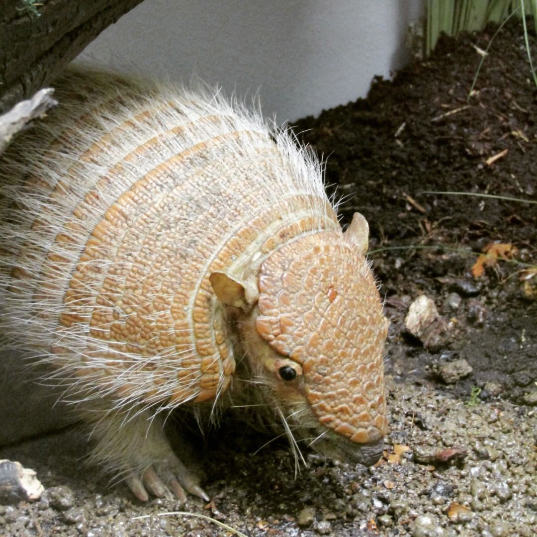 Броненосцы Латинской Америки