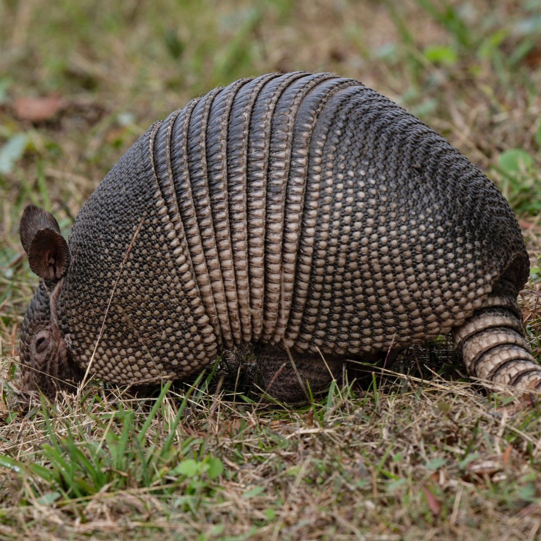 Броненосцы Латинской Америки
