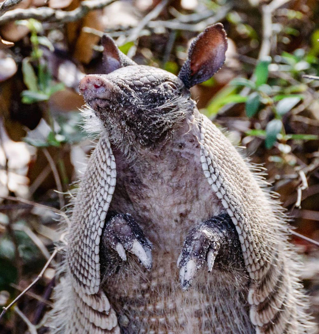 Броненосцы Латинской Америки
