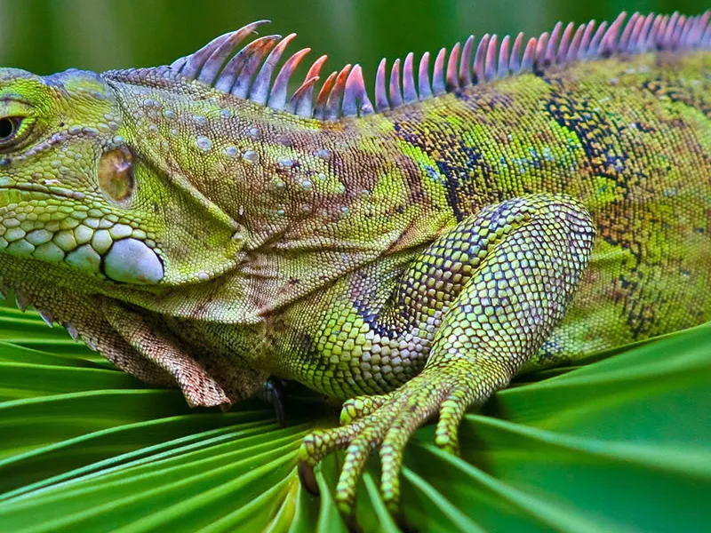 Животный мир Венесуэлы