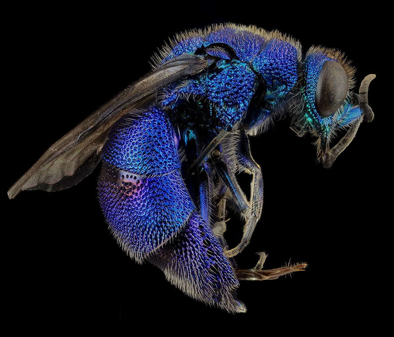 Животный мир Венесуэлы