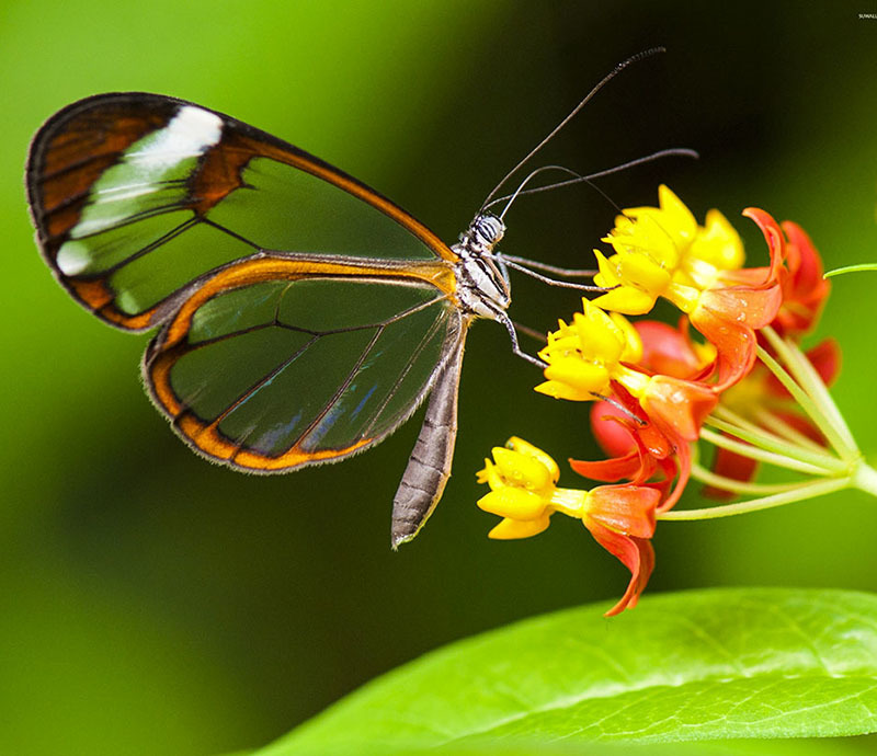 Животный мир Венесуэлы