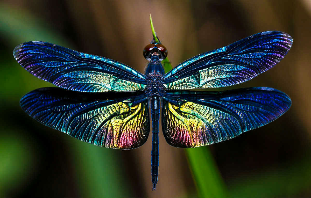 Животный мир Венесуэлы