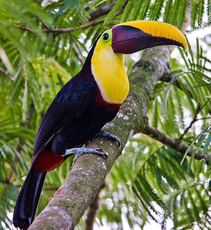 Животный мир Венесуэлы