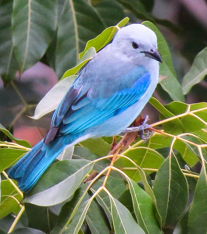Животный мир Венесуэлы