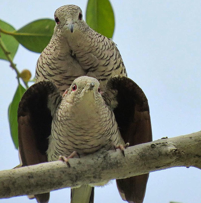Животный мир Венесуэлы