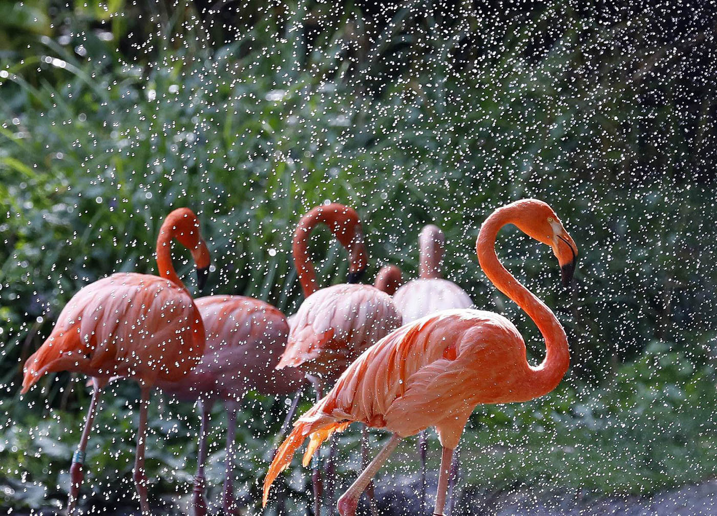 Животный мир Венесуэлы