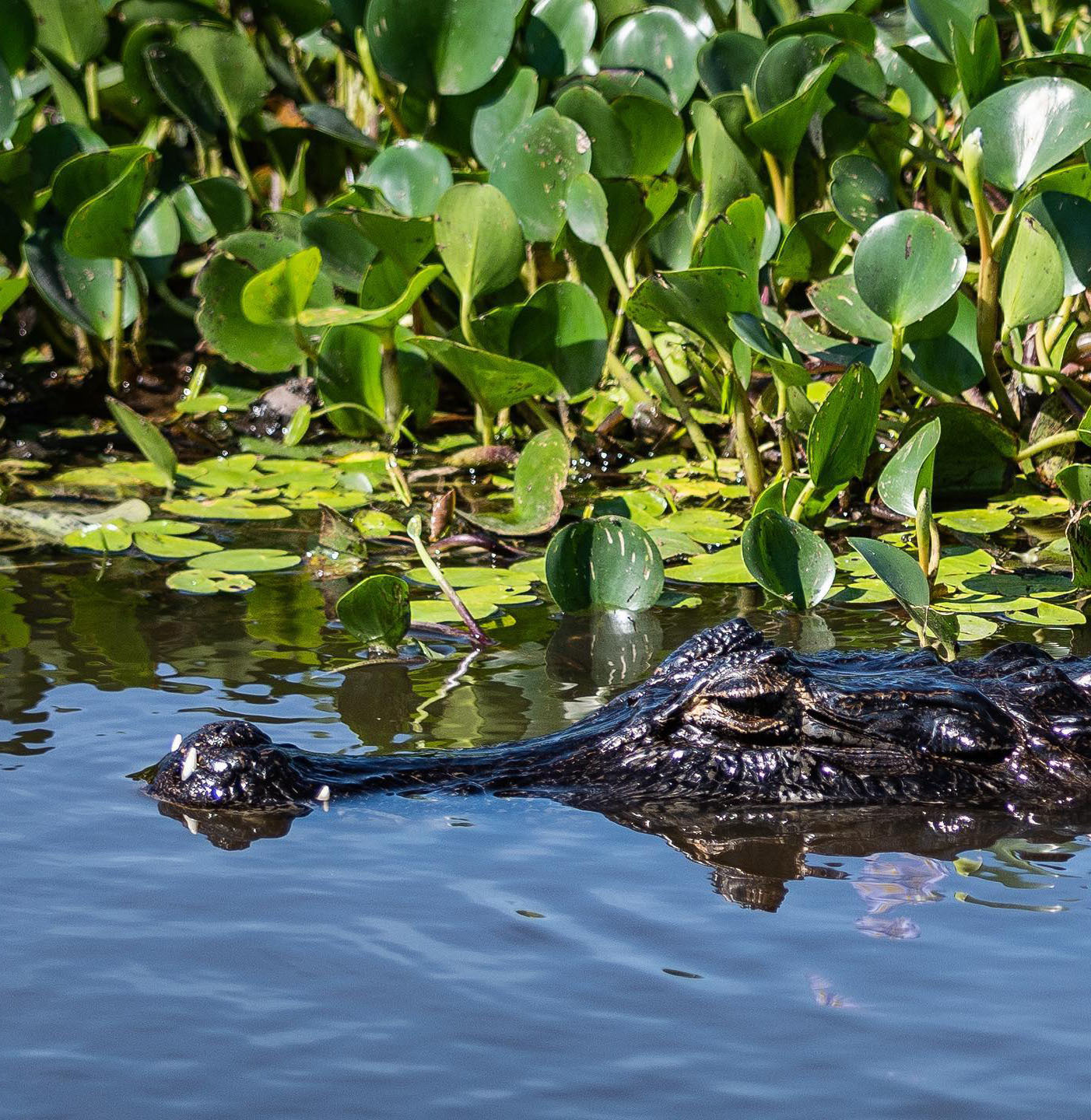 Достопримечательности Аргентины. 23 самых красивых места Аргентины