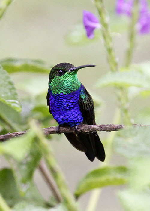 Животный мир Венесуэлы