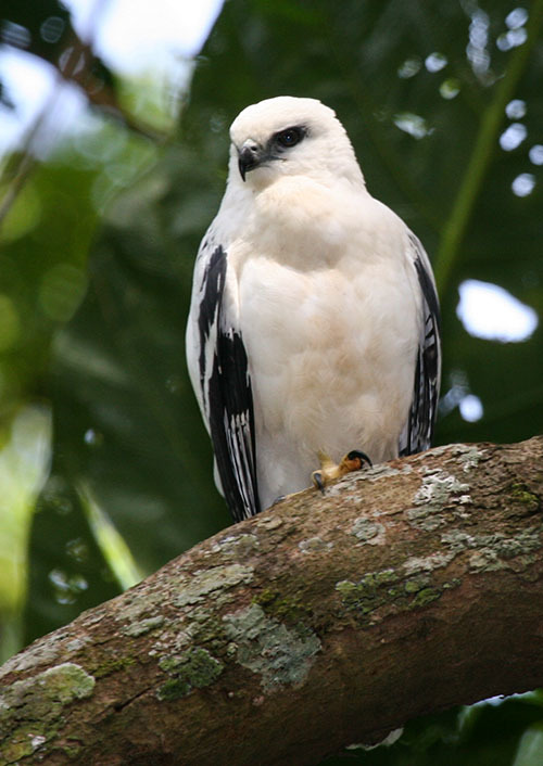 Животный мир Венесуэлы