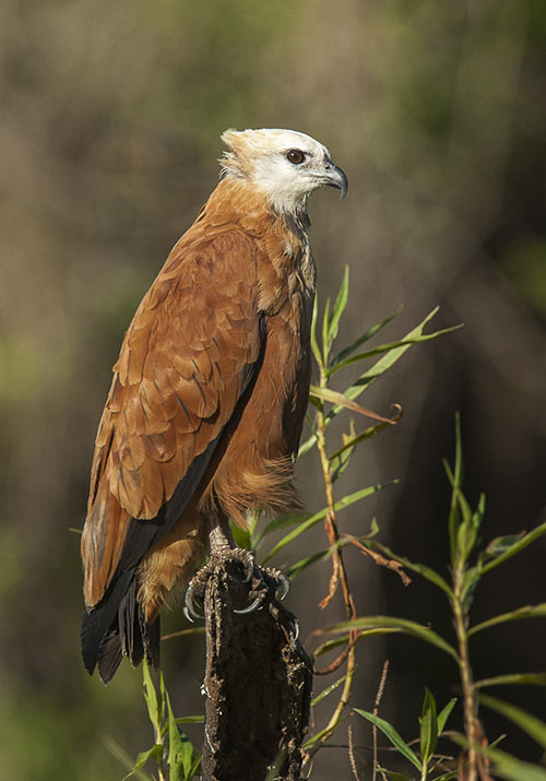 Животный мир Венесуэлы