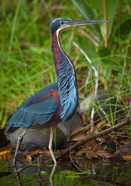 Животный мир Венесуэлы