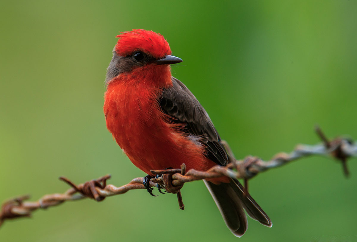 Животный мир Венесуэлы