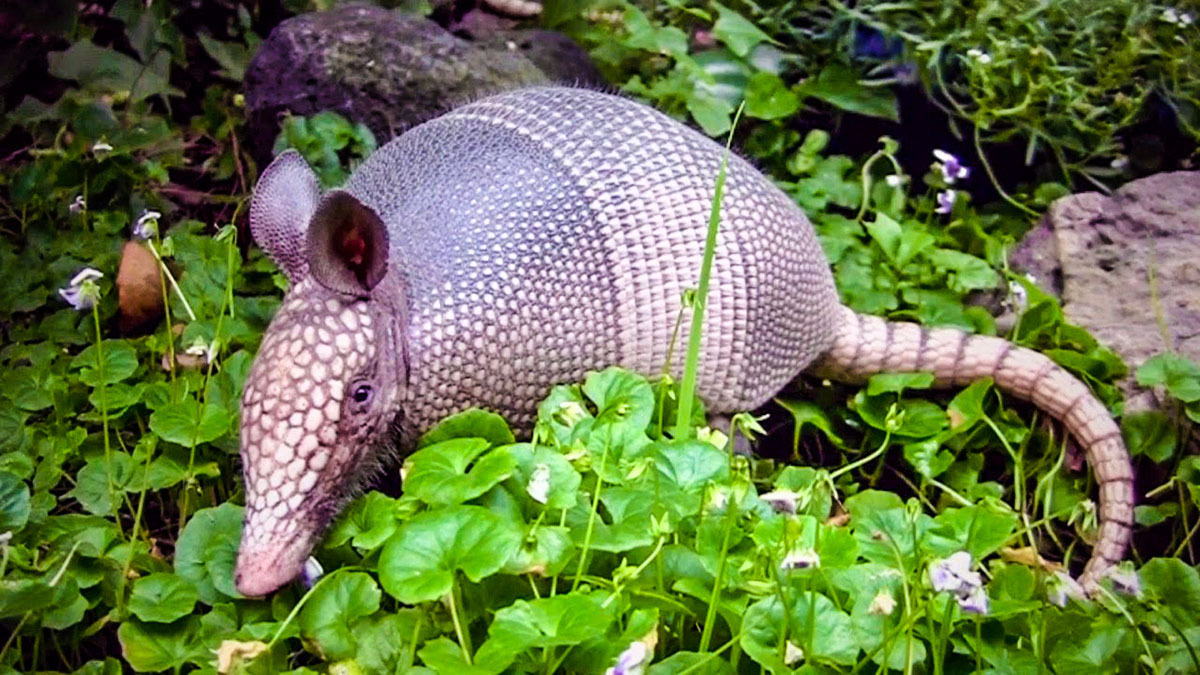 Животный мир Венесуэлы