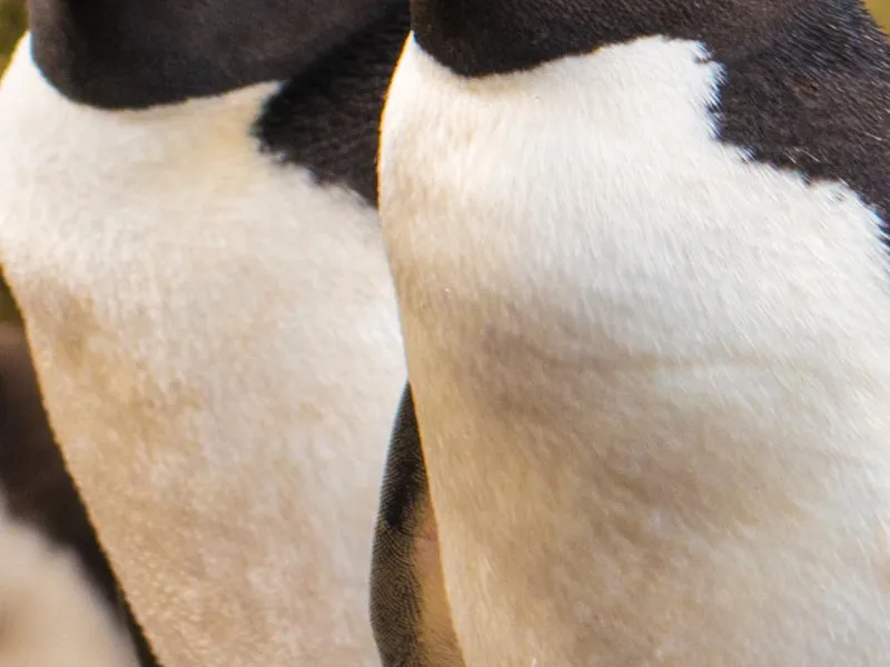 Мальвинские острова — рай в Южной Атлантике